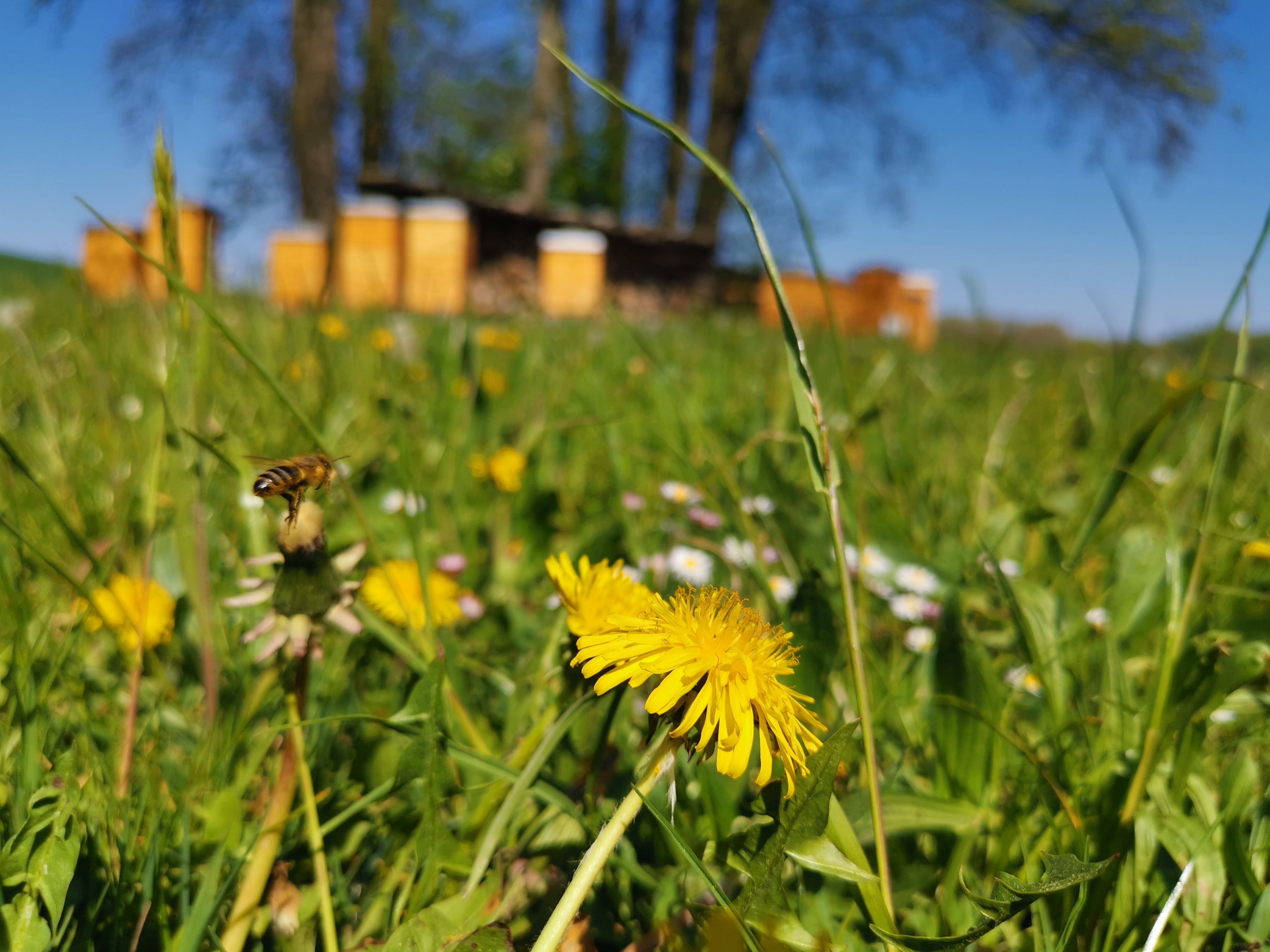 Waldhonig